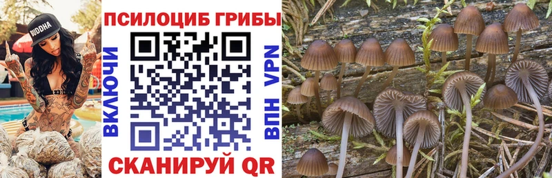Купить  Томмот  Галлюциногенные грибы GOLDEN TEACHER 